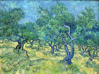 Oliventræshave